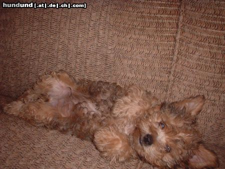 Yorkshire Terrier Rudi auf Sofa