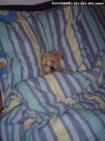 Yorkshire Terrier Rudi im Bett