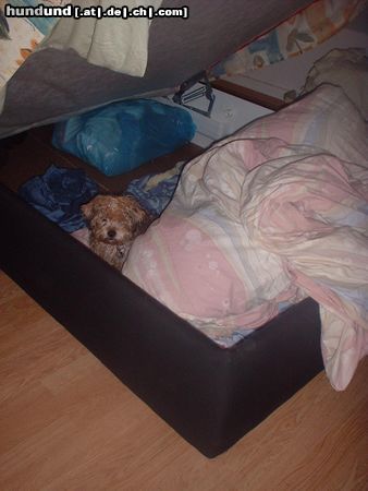 Yorkshire Terrier Rudi auf Sofa