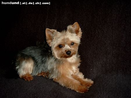 Yorkshire Terrier Sophie