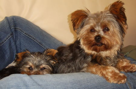 Yorkshire Terrier KESSY und RITSCHI