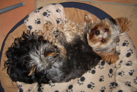 Yorkshire Terrier KESSY und RITSCHI