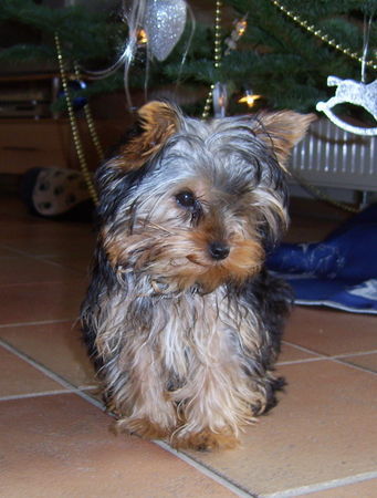 Yorkshire Terrier KESSY 