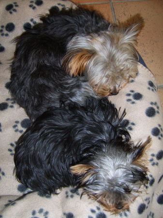 Yorkshire Terrier Synchron-Schlafen