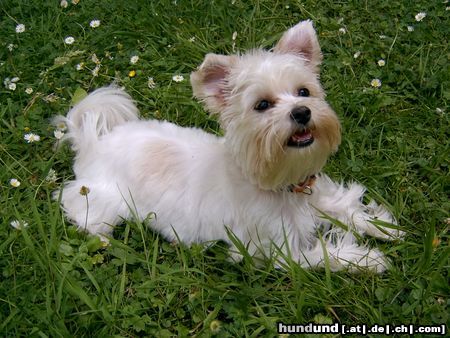 Yorkshire Terrier Unsere kleine Gipsy mit 7 Monaten