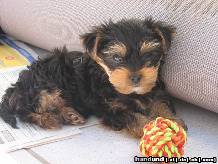 Yorkshire Terrier sammy mit 8 wochen