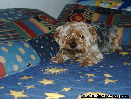 Yorkshire Terrier Unser 2. Kind Sandy