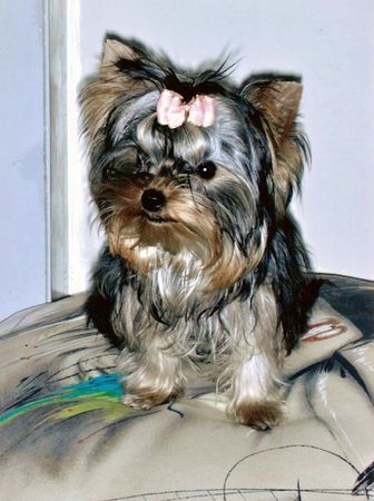 Yorkshire Terrier Unsere Casey