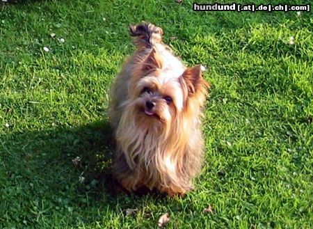 Yorkshire Terrier Shadow geht auf Erkundungstour