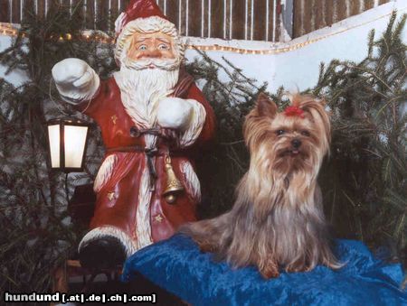 Yorkshire Terrier Shadow und der Weihnachtsmann