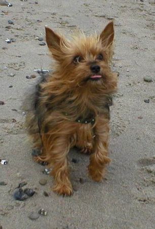 Yorkshire Terrier Stiene am Strand