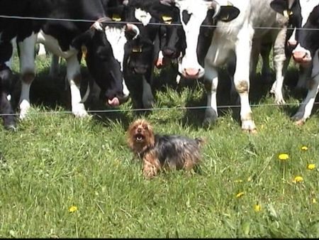 Yorkshire Terrier Keine Angst vor großen Tieren - Stiene