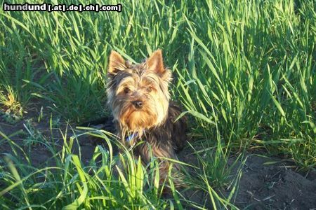 Yorkshire Terrier Ich bin Tequila!