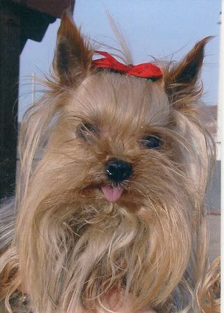 Yorkshire Terrier Meine Yorkie-Dame Trixi