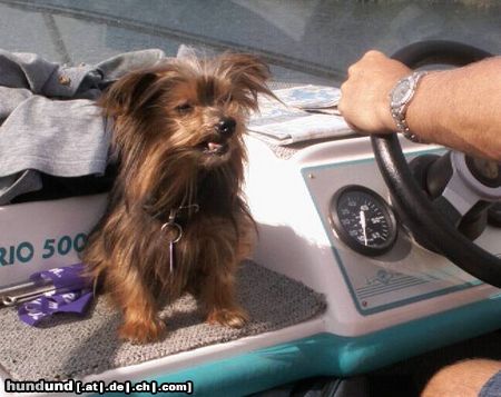 Yorkshire Terrier Bootsfahrt-Nie wieder ! mir ist schlecht