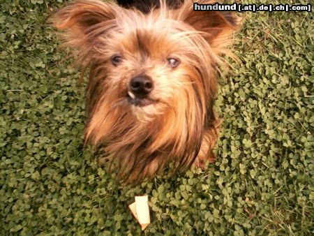 Yorkshire Terrier Gauner ? Warum er wohl so heißt ?