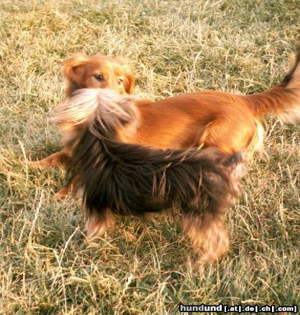 Yorkshire Terrier Meine große rote Liebe