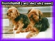 Yorkshire Terrier Jessy und Bummerl