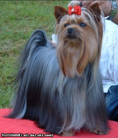 Yorkshire Terrier TALISMA DE LA VILLA DU SIEUR PAOLI  Ich spreche deutsch