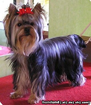 Yorkshire Terrier USHUAÏA DEÏS ORCHIDEÜS