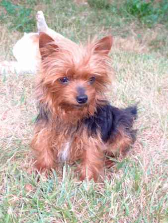 Yorkshire Terrier Unser 