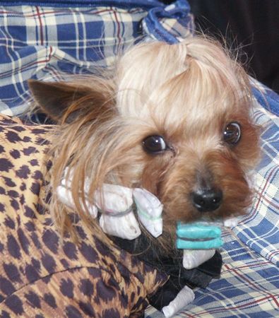 Yorkshire Terrier Schoßhund, fein gemacht