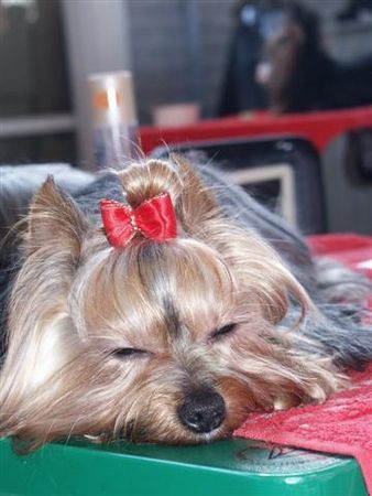 Yorkshire Terrier Schleifchen