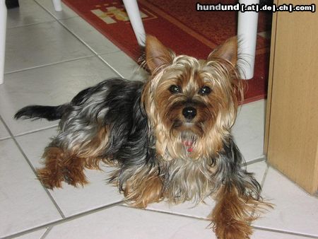 Yorkshire Terrier Das ist unsere süsse Beauty