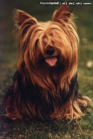 Yorkshire Terrier Bijou