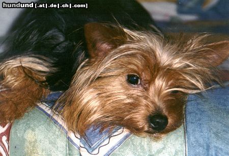 Yorkshire Terrier Dusty 