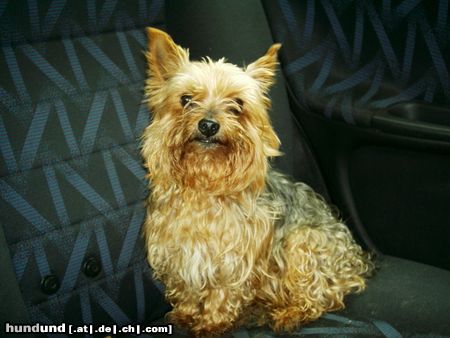 Yorkshire Terrier Das ist unser Hund Rocky 