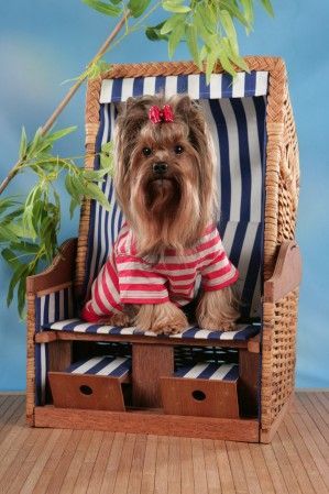 Yorkshire Terrier Felice