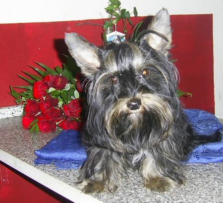 Yorkshire Terrier UNSER FIPS GENANNT FIPPI