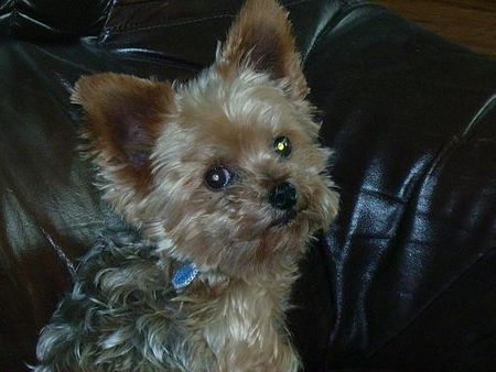 Yorkshire Terrier Theo