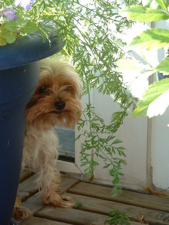 Yorkshire Terrier Hallo Leute mir schmeckt auch Grüness