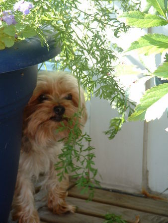 Yorkshire Terrier Hallo Leute mir schmeckt auch Grünes