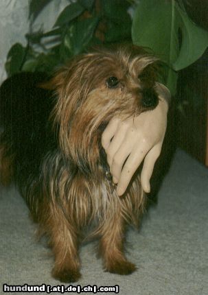 Yorkshire Terrier Ich sag nur 