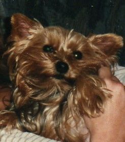 Yorkshire Terrier Hexje