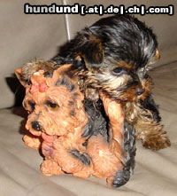 Yorkshire Terrier Inch