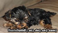 Yorkshire Terrier Inch