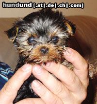 Yorkshire Terrier Inch