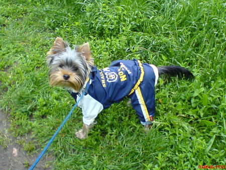 Yorkshire Terrier So ein Hundewetter,aber Frauchen hat an alles dedacht