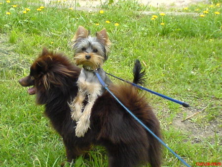 Yorkshire Terrier Ich habe alles unter Kontrolle