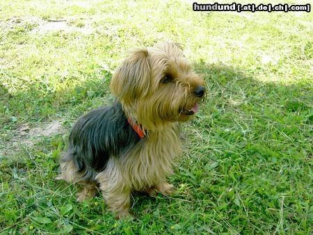 Yorkshire Terrier Jaimy 3 Jahre