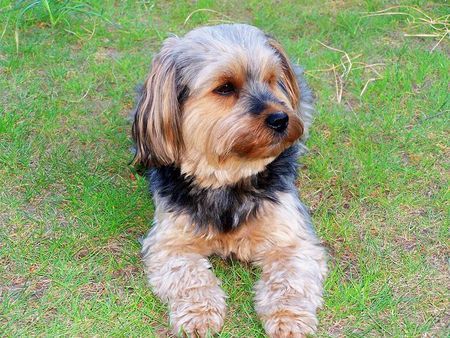 Yorkshire Terrier Josi