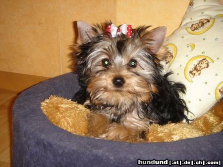 Yorkshire Terrier Unsere Lilly