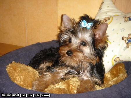 Yorkshire Terrier Unsere Lilly