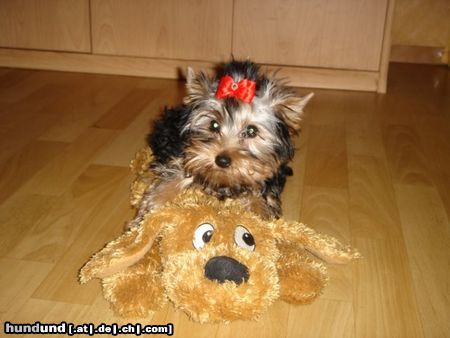 Yorkshire Terrier Unsere Lilly