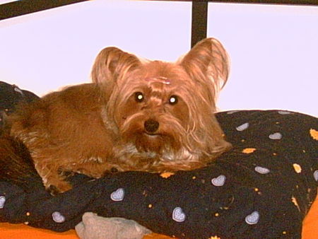 Yorkshire Terrier zina