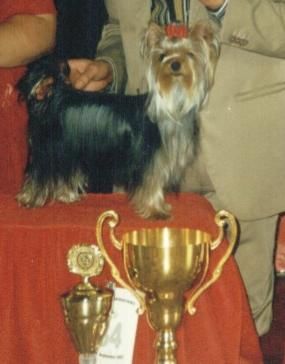 Yorkshire Terrier Pharao´s Mary Poppins: Deutscher Jugendchampion, 1.DYC Clubjugendsieger